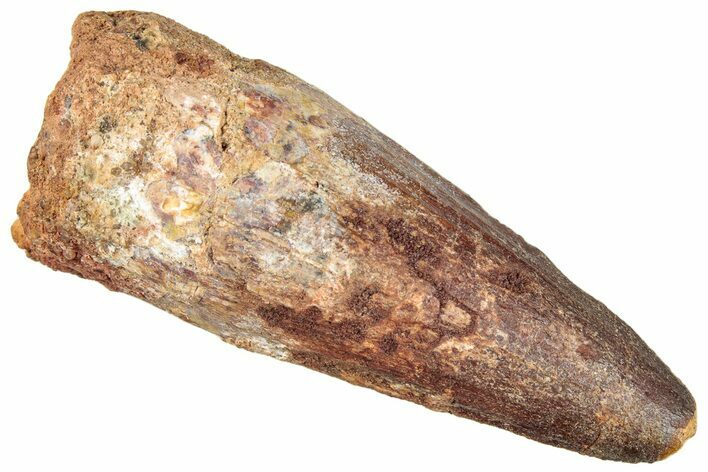 Fossil Spinosaurus Tooth - Robust Tooth #296485